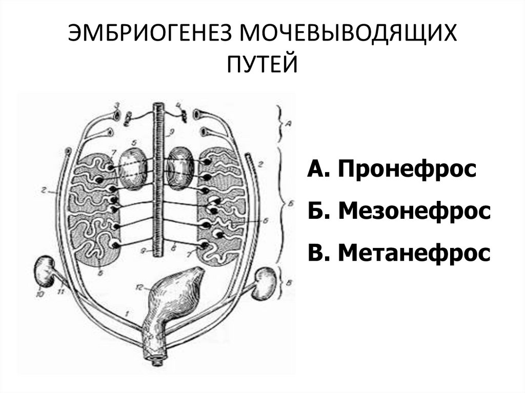 Определите общее количество мезонефросов у модельных животных. Эмбриогенез почки схема. Стадии развития почки анатомия. Эмбриогенез почки человека. Эмбриогенез мочеполовой системы схема.