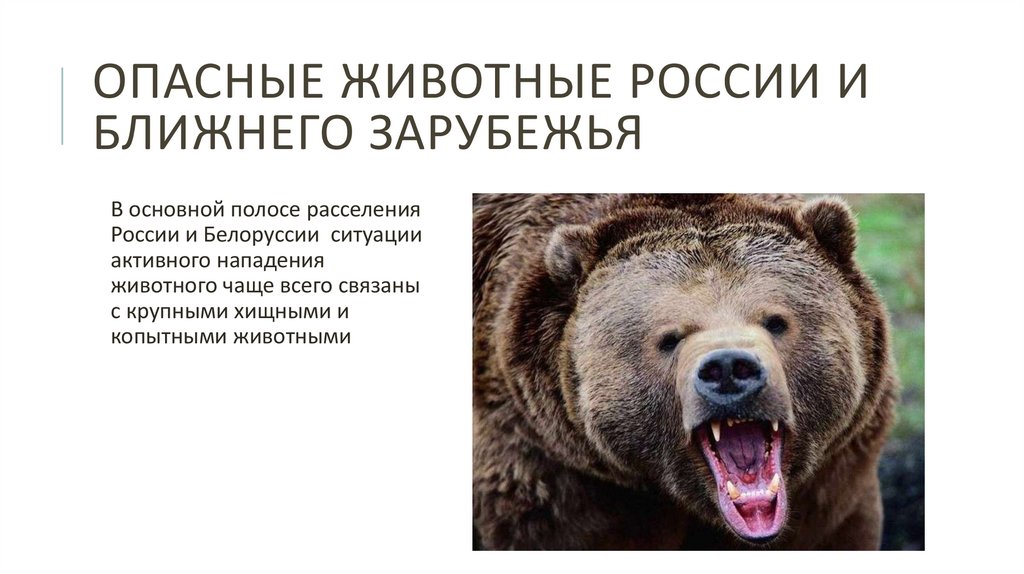 Опасные животные россии на английском