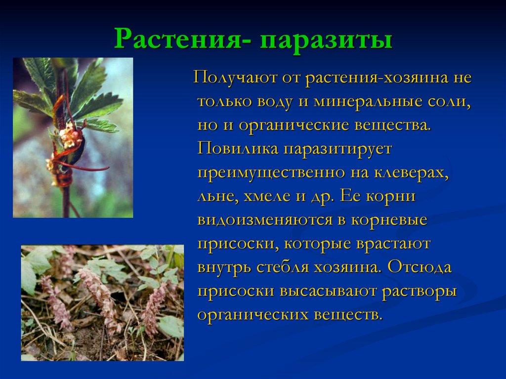 Распределите предложенные растения по группам полупаразиты паразиты. Растения паразиты. Растения порозьы. Растения паразиты примеры. Сообщение на тему растения паразиты.