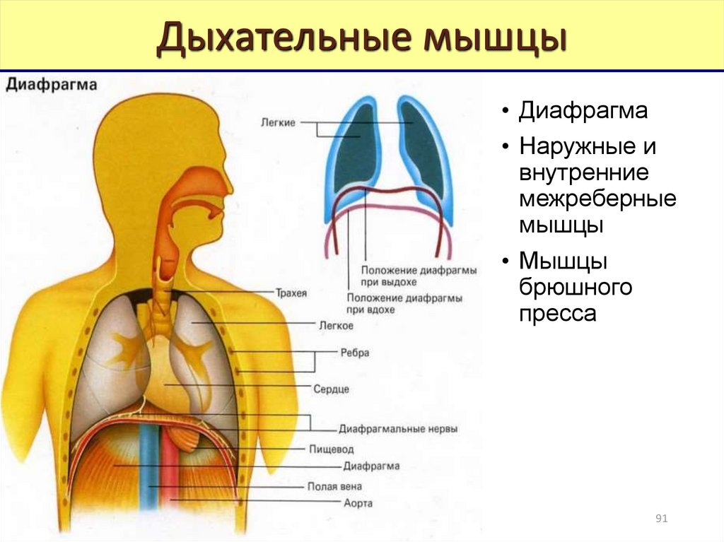 Установите последовательность движения воздуха. Дыхательная диафрагма анатомия. Диафрагма дыхательной системы анатомия. Диафрагмы в теле человека. Процесс вдоха.