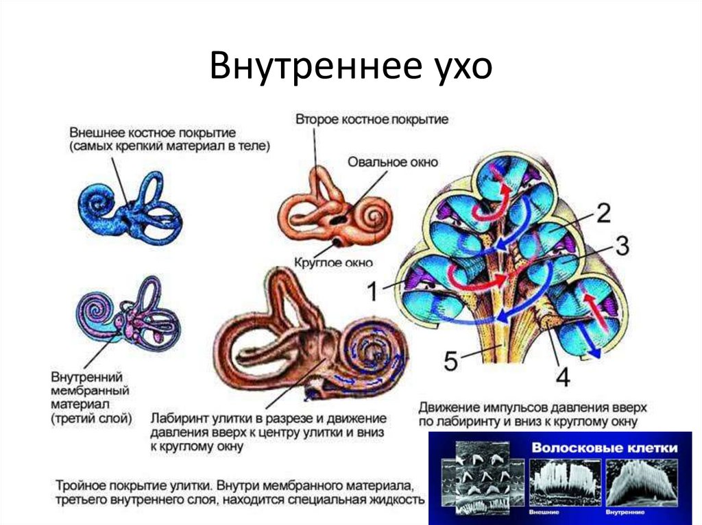 Внутреннее ухо схема