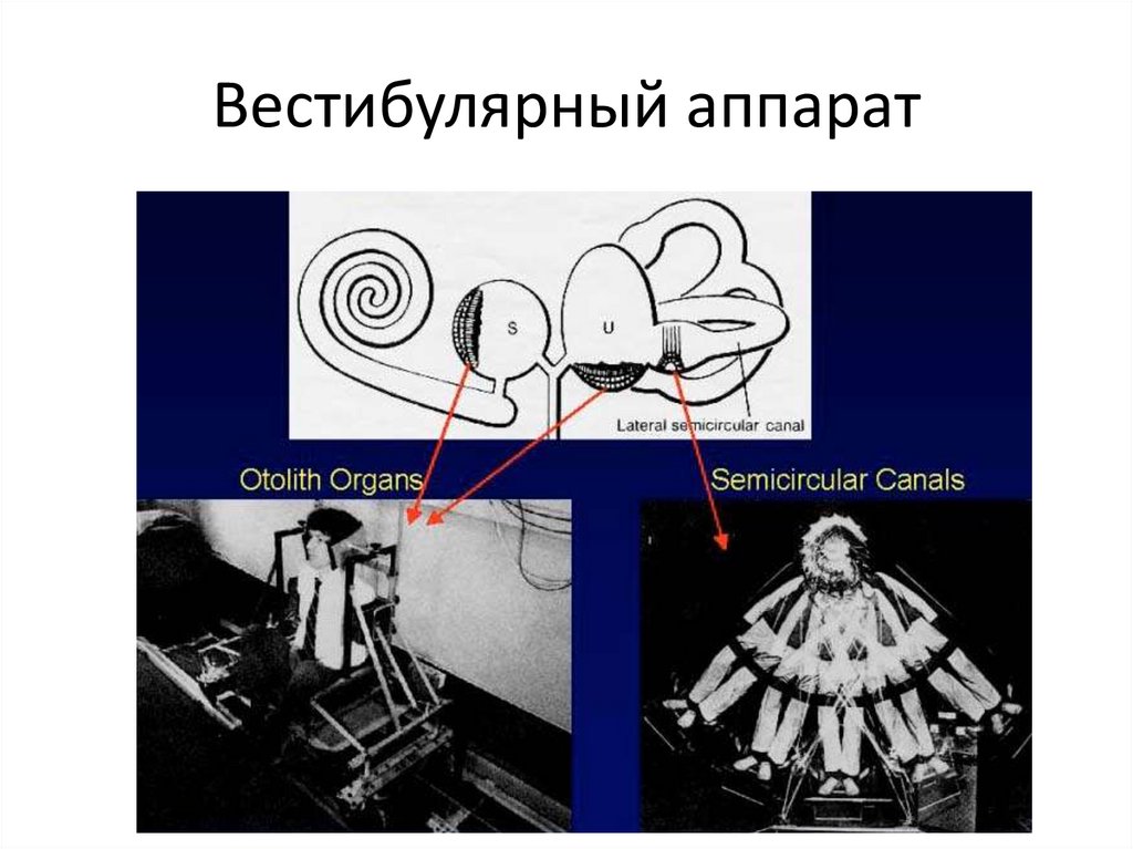 Работа вестибулярного аппарата биология 8 класс