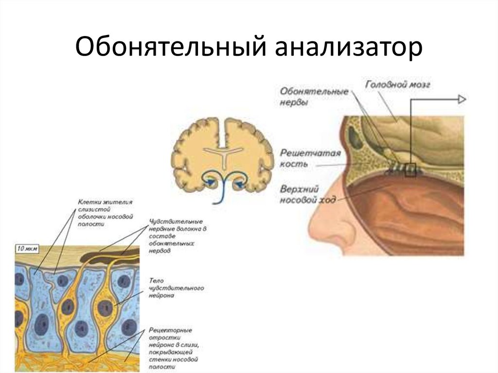 Обонятельные анализаторы презентация