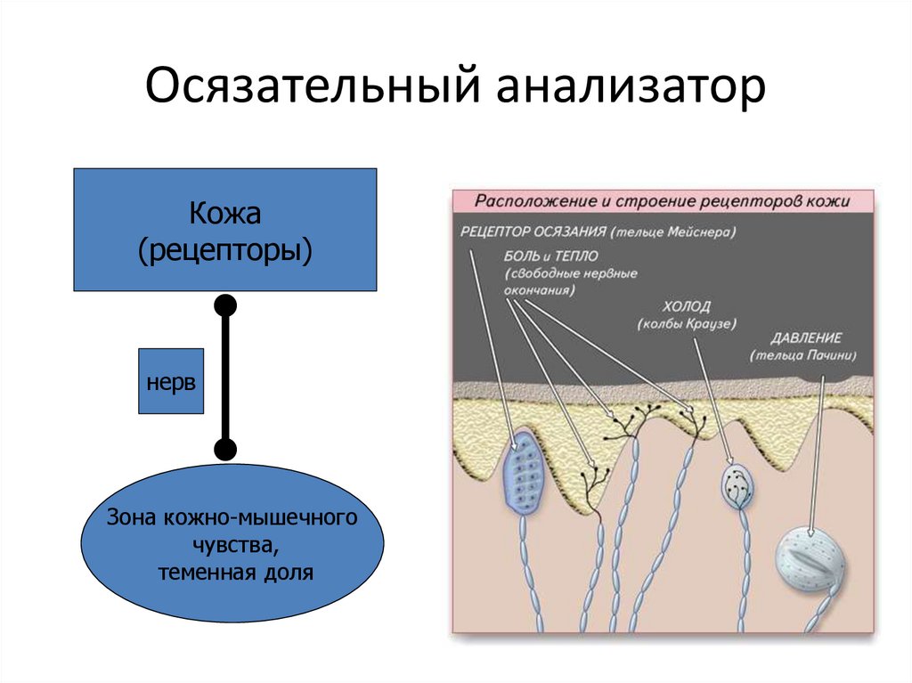 Составить схему осязательного анализатора