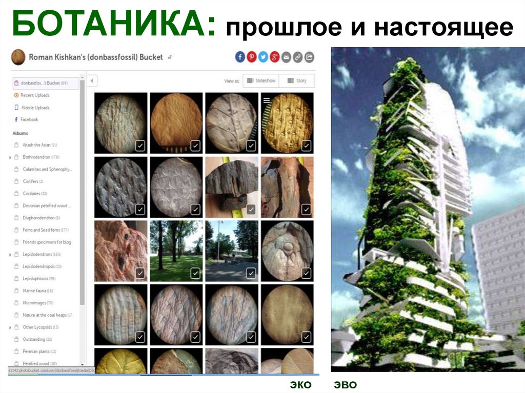 БОТАНИКА: прошлое и настоящее