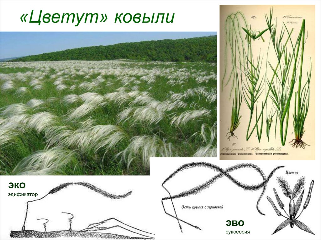 «Цветут» ковыли