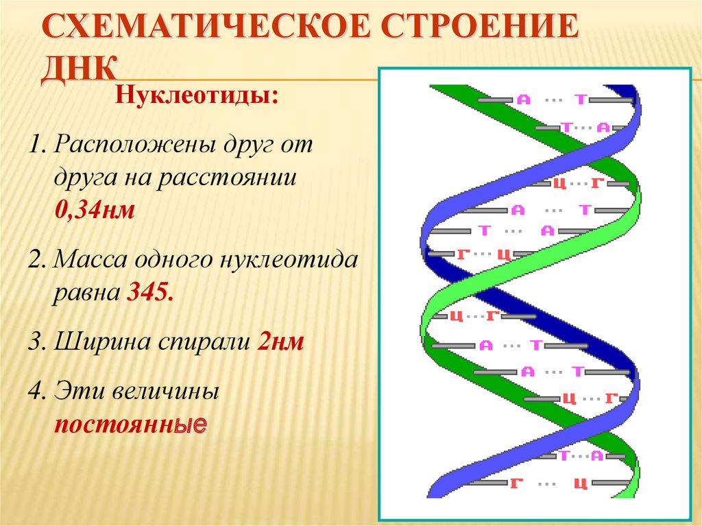 Изменение структуры днк в пределах гена