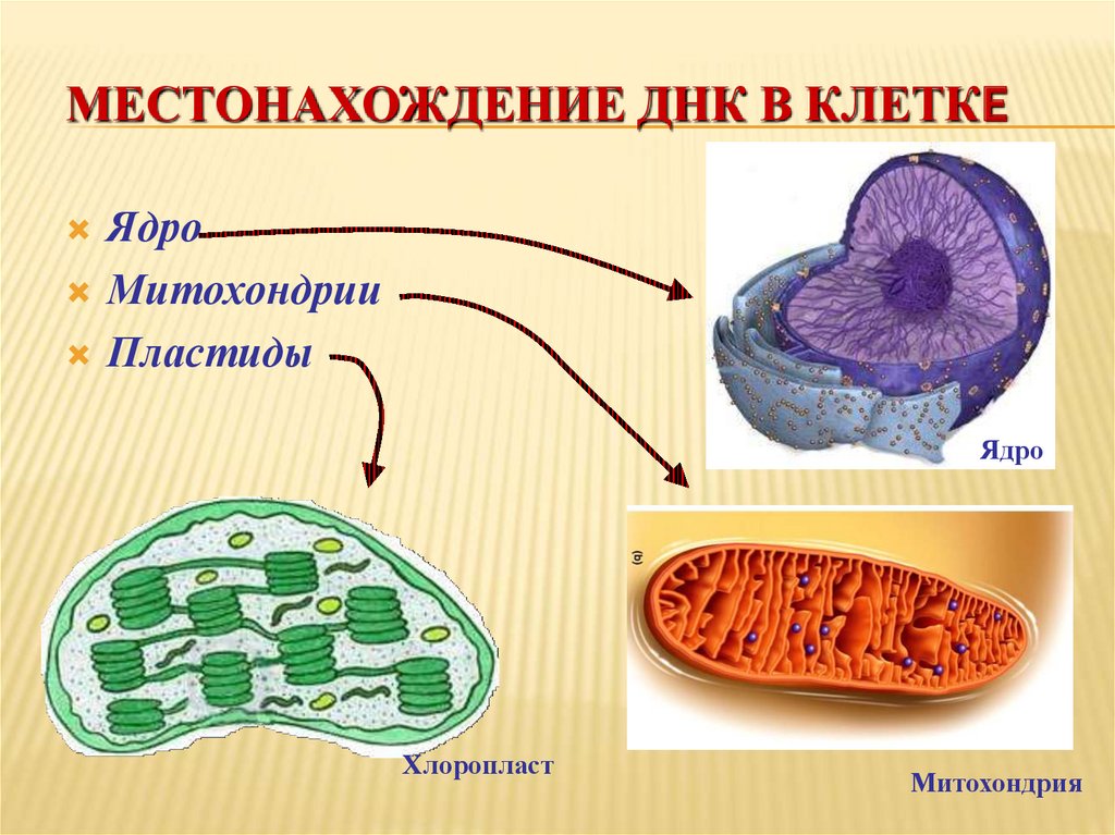 Местоположение клетки. Строение митохондрий и пластид. Ядро митохондрии пластиды. ДНК митохондрий и пластид. Строение пластиды и митохондрии клетки.