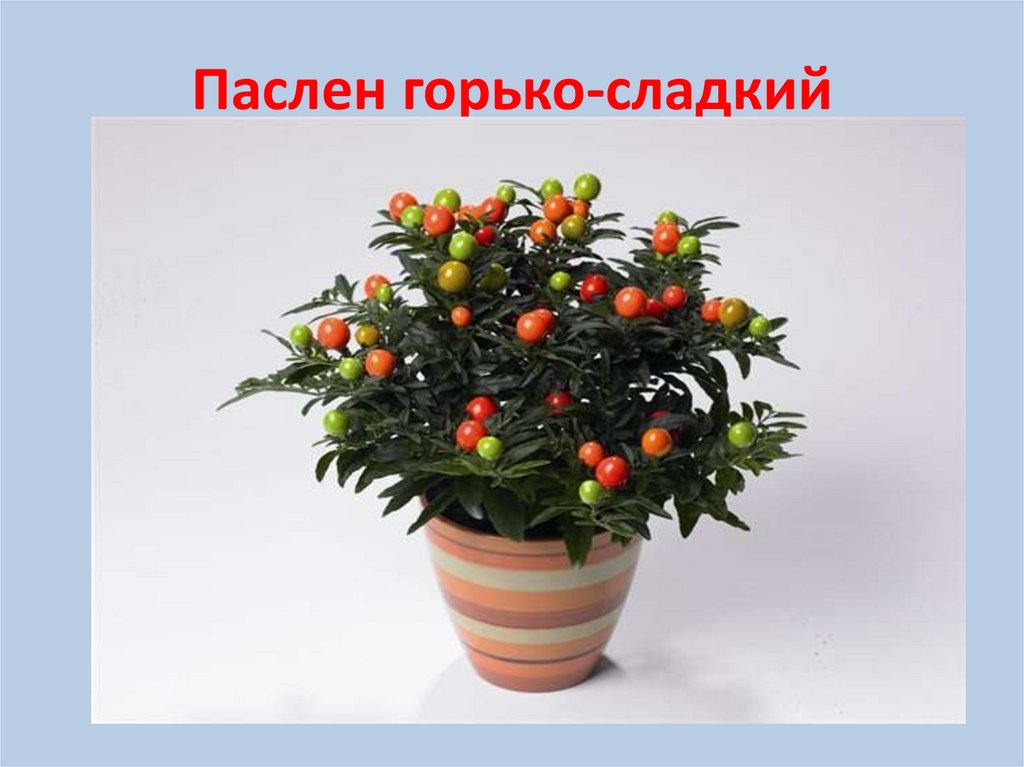 Декоративные пасленовые - презентация онлайн