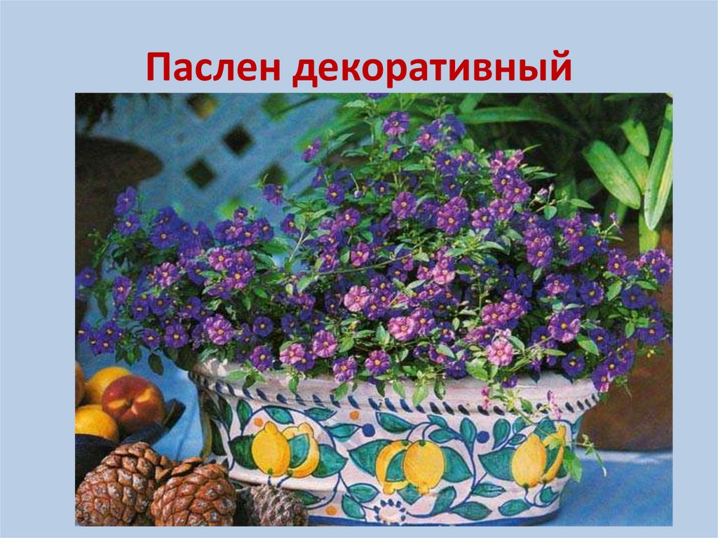 Декоративные пасленовые - презентация онлайн