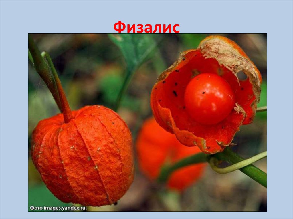 Декоративные пасленовые - презентация онлайн