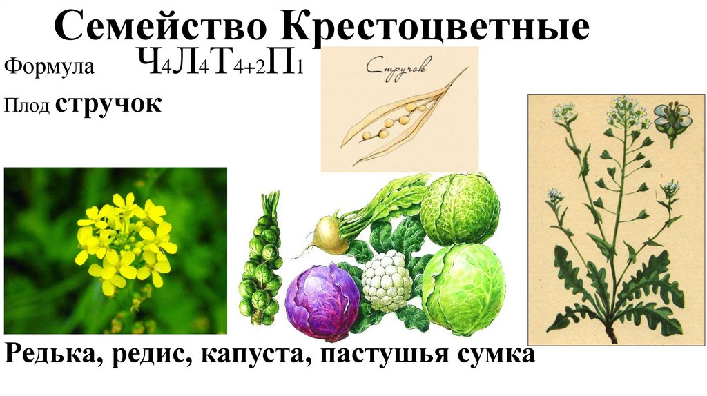 Плод крестоцветных капустных