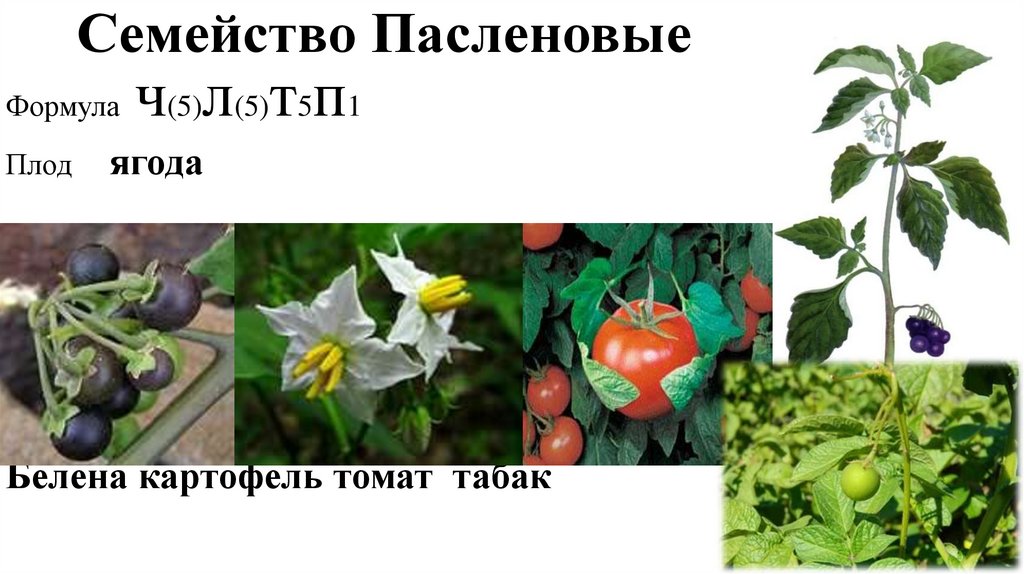 Систематика пасленовых растений.