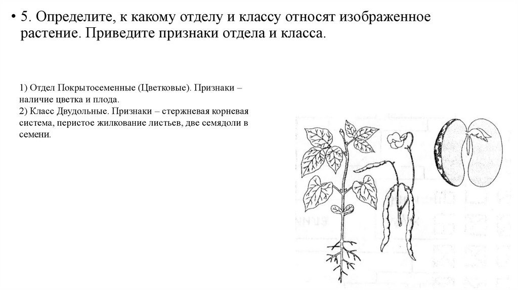 Биология 7 класс покрытосеменные растения контрольная работа. ЕГЭ-2024. Отделы царства растения.