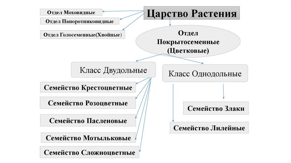 Покрытосеменные это царство отдел класс род. Представитель какого отдела царства растения изображен на рисунке. Представители каких отделов изображены на рисунках.