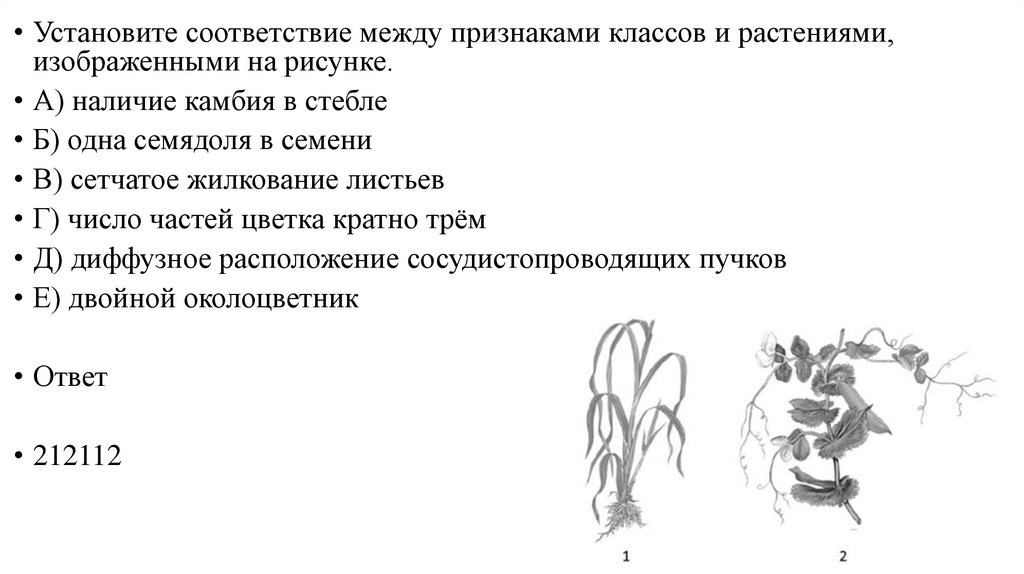 Установите соответствие между признаком растения и отделом