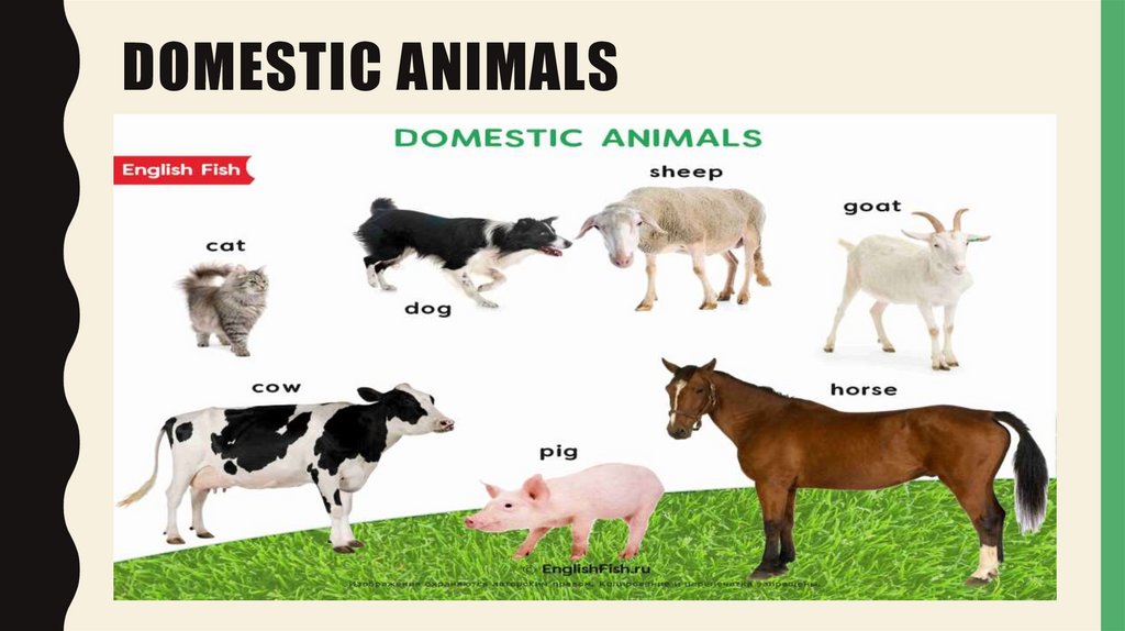 Domestic animals