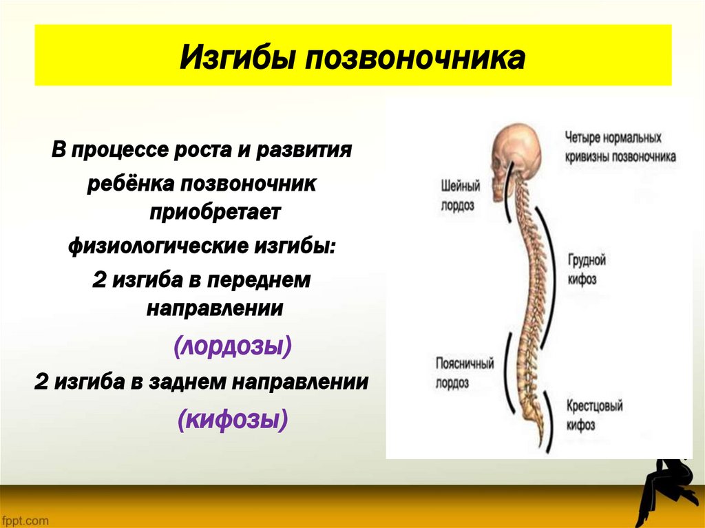 Позвоночные изгибы. Изгибы позвоночника. Физиологические изгибы позвоночника. Нормальный изгиб позвоночника. Изгибы позвоночника у млекопитающих.