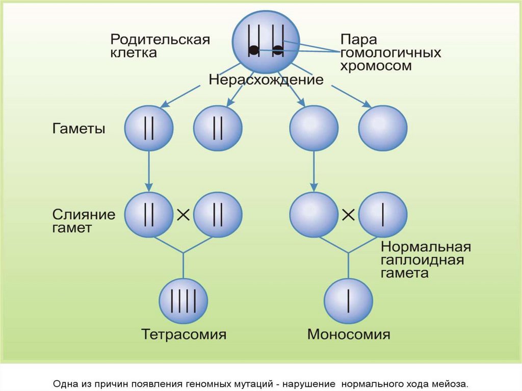 Каким номером на рисунке обозначена фаза мейоза нарушение механизмов которой может привести трисомии