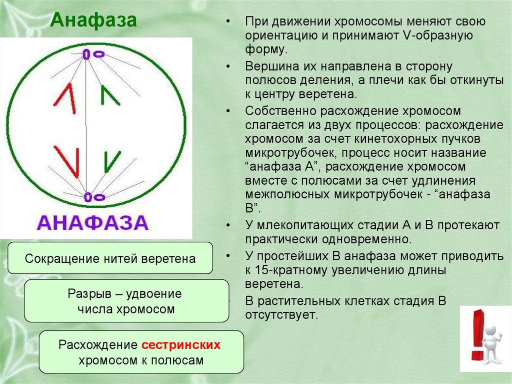 Хромосомный набор клеток пшеницы равен