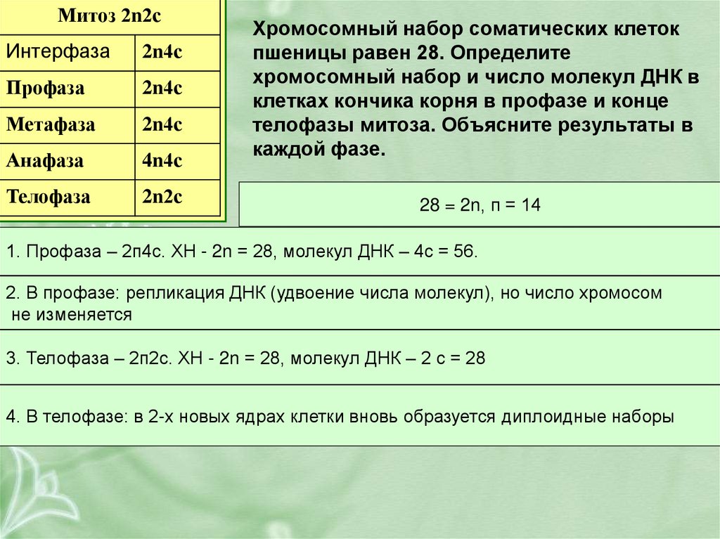 Хромосомный набор клеток кончика корня