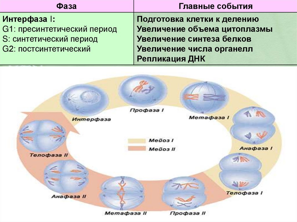 3 этапа интерфазы. Деление клетки интерфаза. Период подготовки клетки к делению. Синтетический период интерфазы. Интерфаза клетки процессы.