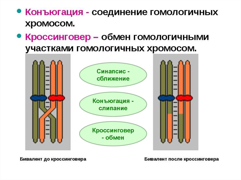 Конъюгация хромосом в мейозе