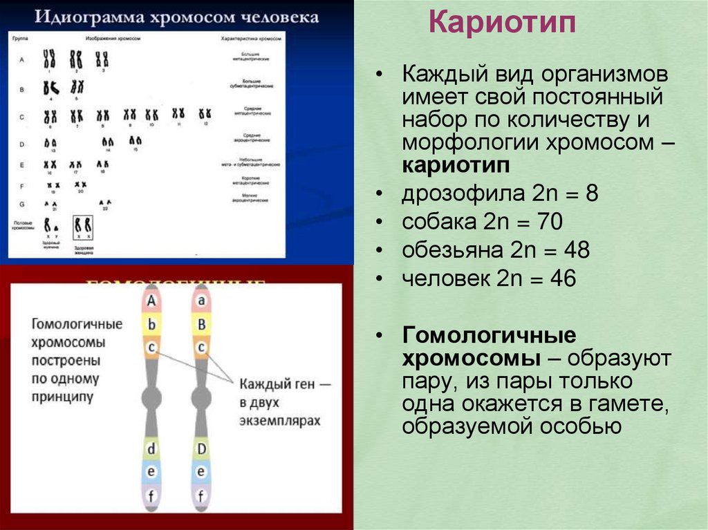 Кариотип это гаплоидный набор