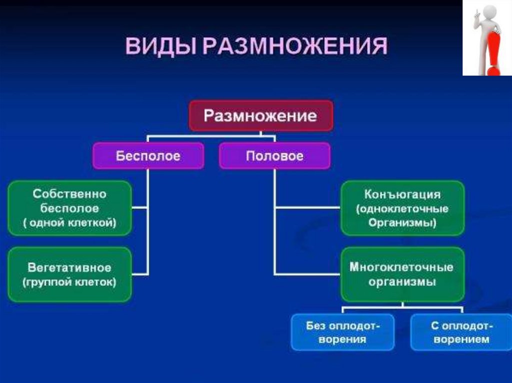 Размножение презентация 8 класс