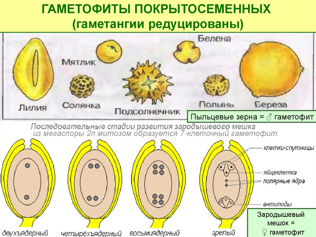 Деление генеративной клетки пыльцевого зерна. Схема развития пыльцевого зерна. Генеративная клетка пыльцевого зерна. Гаметофит цветковых растений. Женский гаметофит цветковых.
