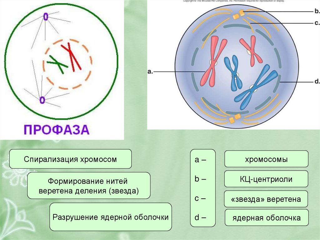 Установите соответствие спирализация хромосом
