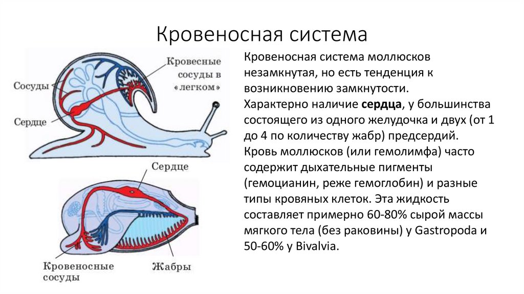 Тело большинство моллюсков заключено в