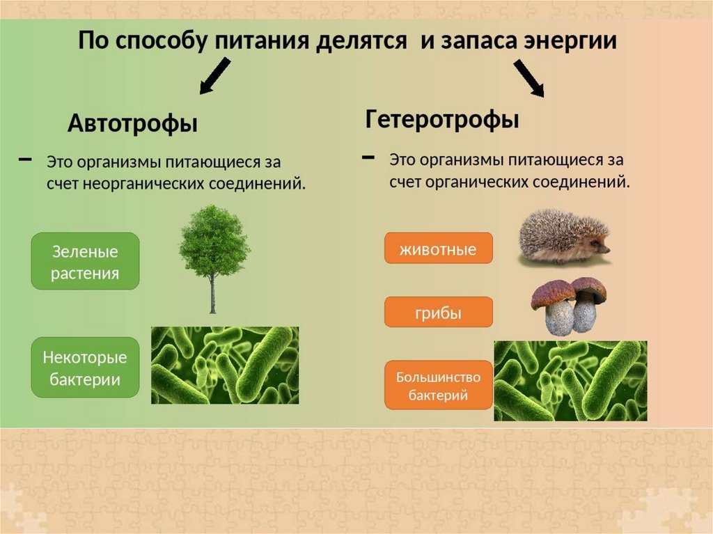 Грибы и бактерии в жизни растений презентация