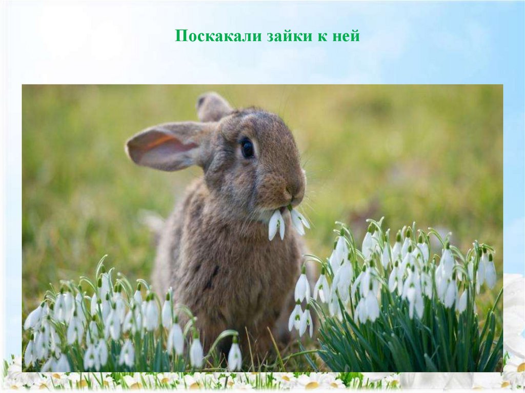 Поскакали зайки к ней