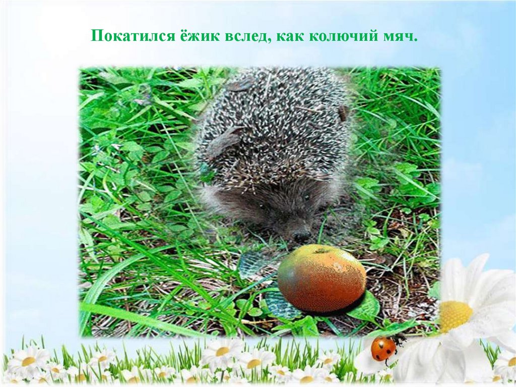 Покатился ёжик вслед, как колючий мяч.