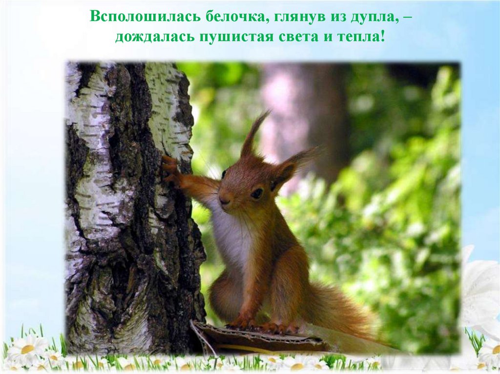 Всполошилась белочка, глянув из дупла, – дождалась пушистая света и тепла!