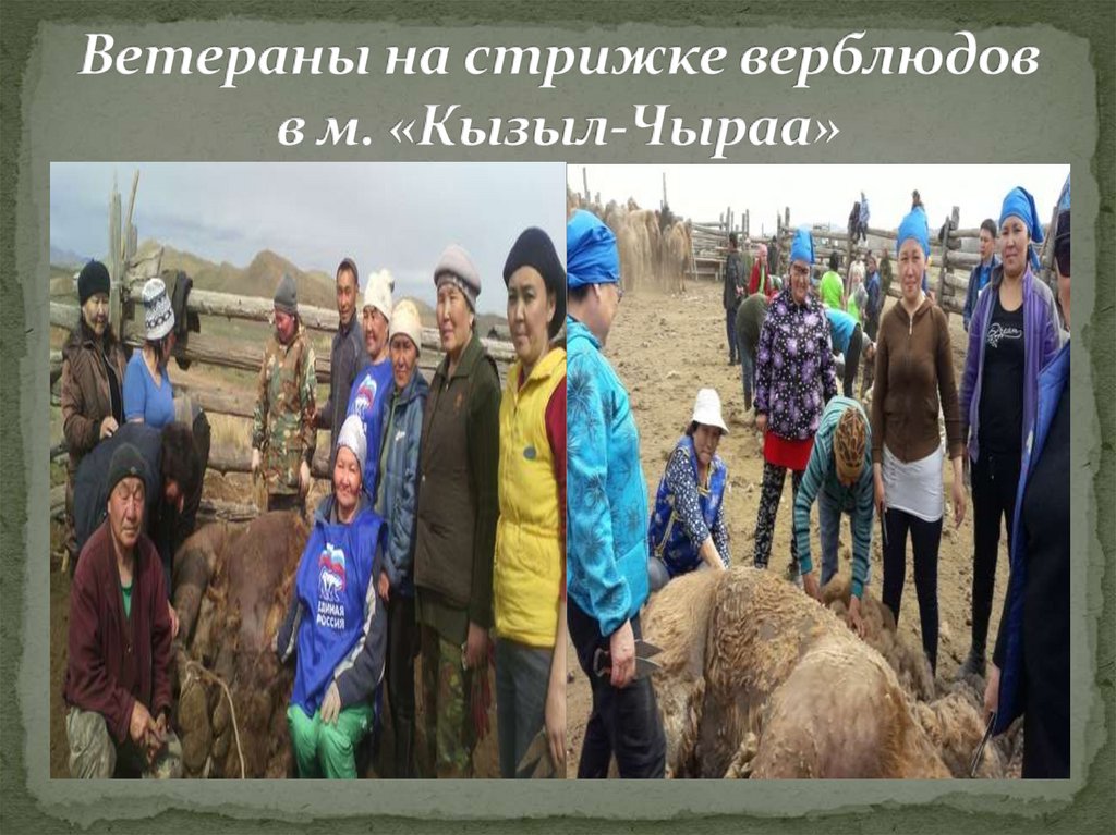 Ветераны на стрижке верблюдов в м. «Кызыл-Чыраа»