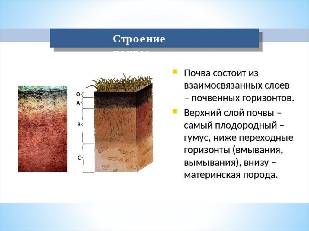 Почва это какое вещество. Почвы состав строение и структура. Слои почвы схема 3 класс. Слои почвенного профиля. Строение почвы слои.