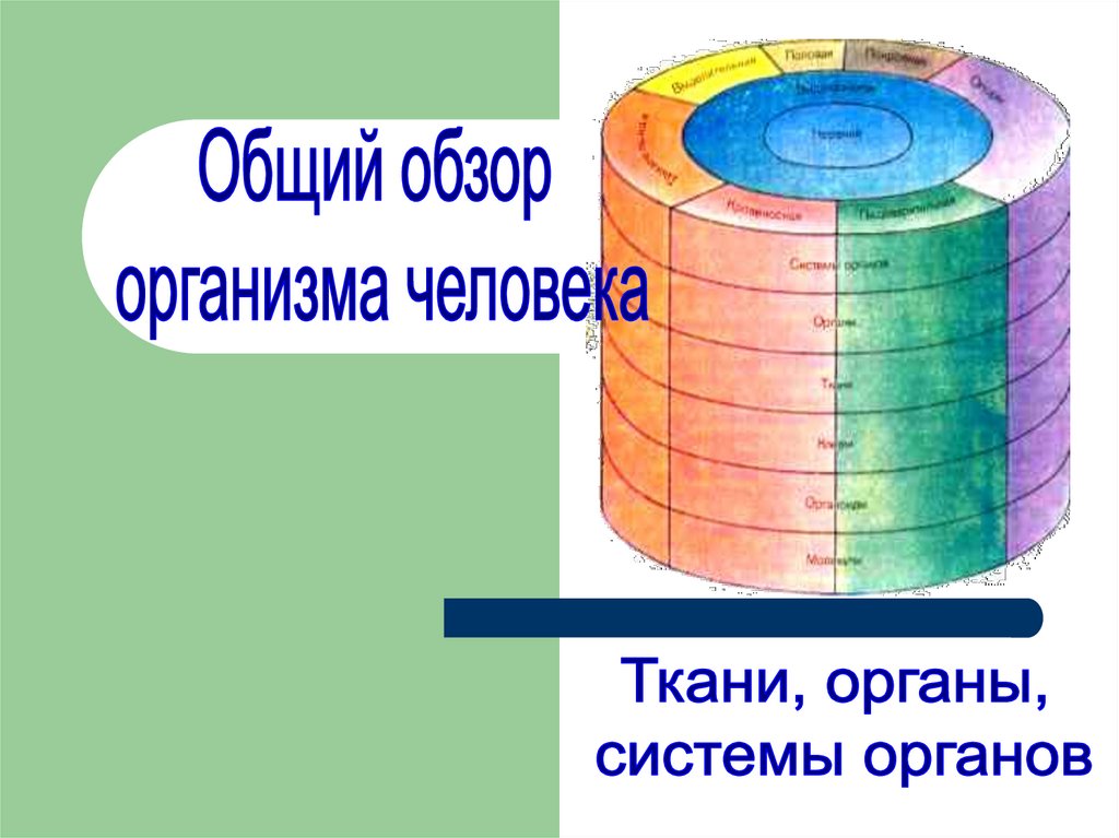 Презентация ткани органы и системы органов человека