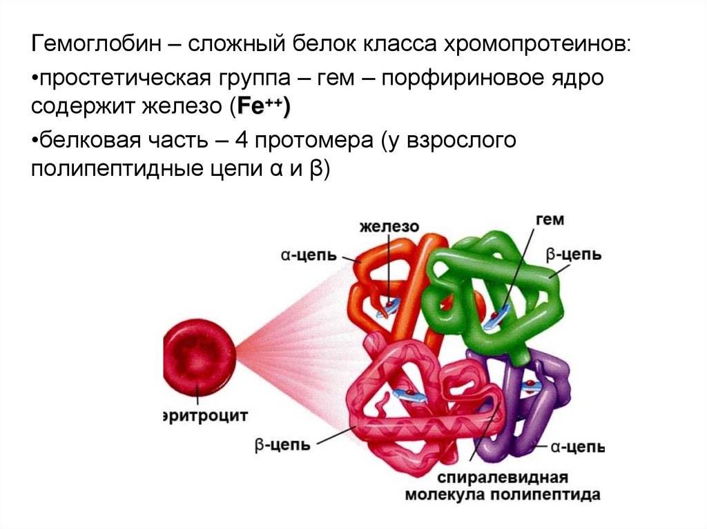 Простетические группы белков. Хромопротеины. Протомер гемоглобина. Хромопротеины строение. Простетическая группа гемоглобина представлена.