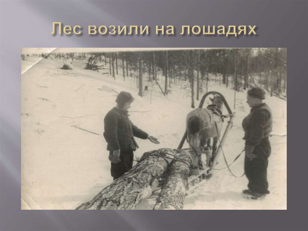 Лес возили на лошадях