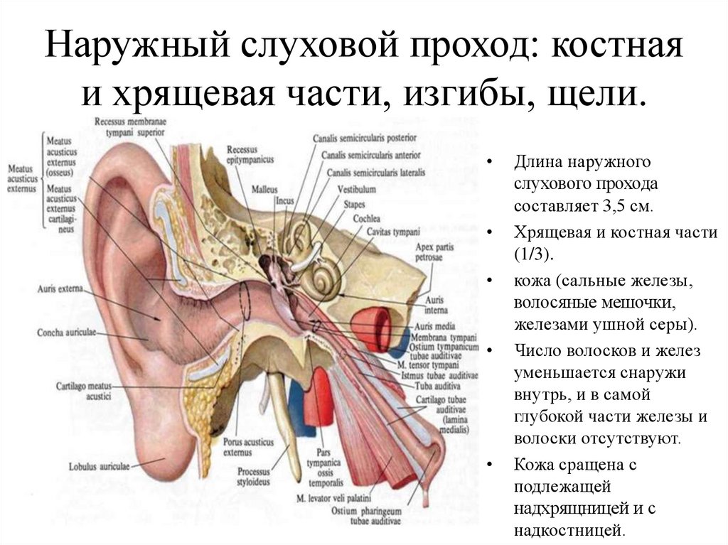 Особенность строения слухового прохода какую функцию