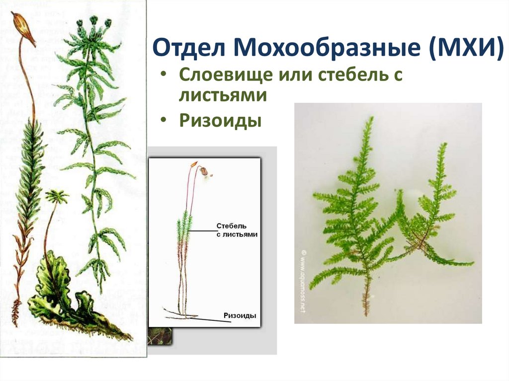 Определите отделы к которым относят растения изображенные на рисунках 1 и 2 ответ поясните