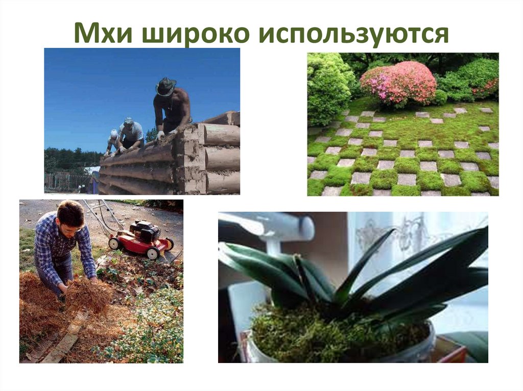 Мхи широко используются
