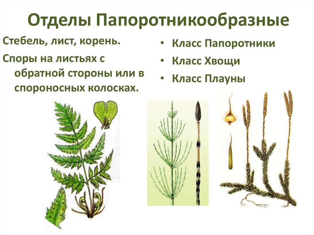 Какие существуют отделы растений