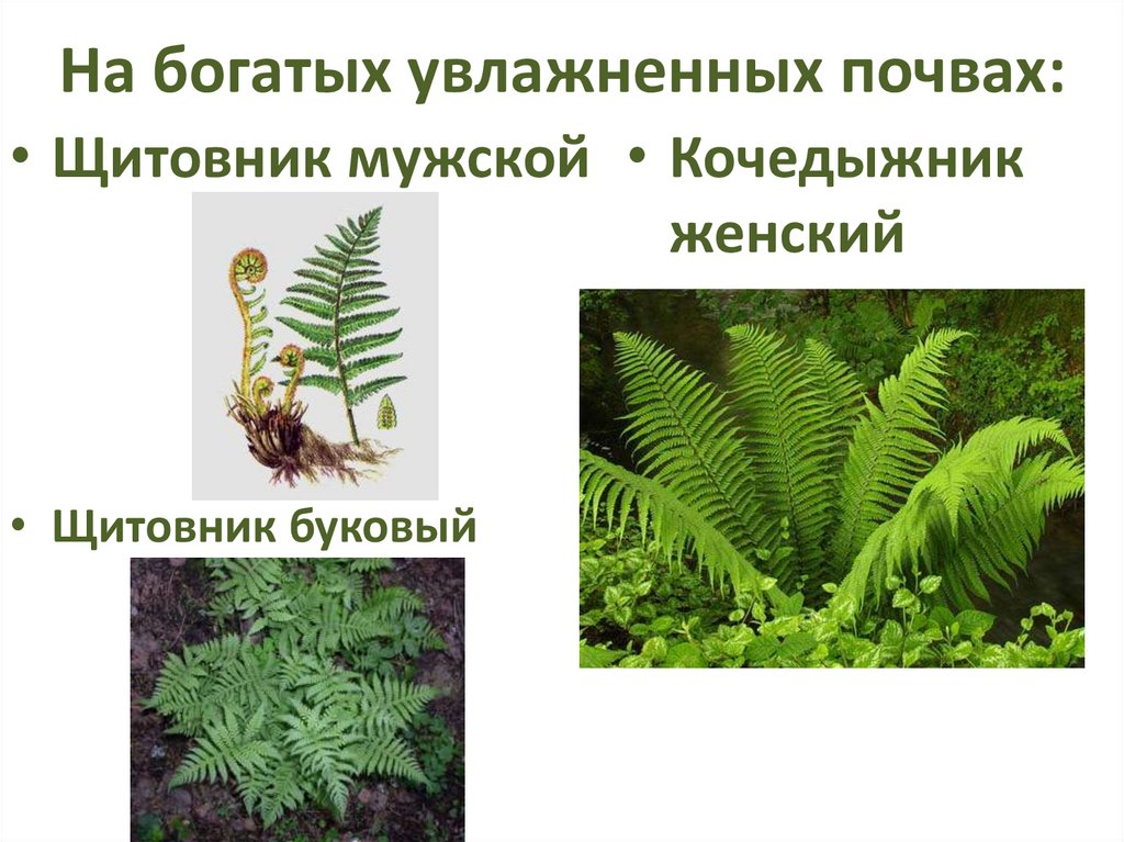 На богатых увлажненных почвах: