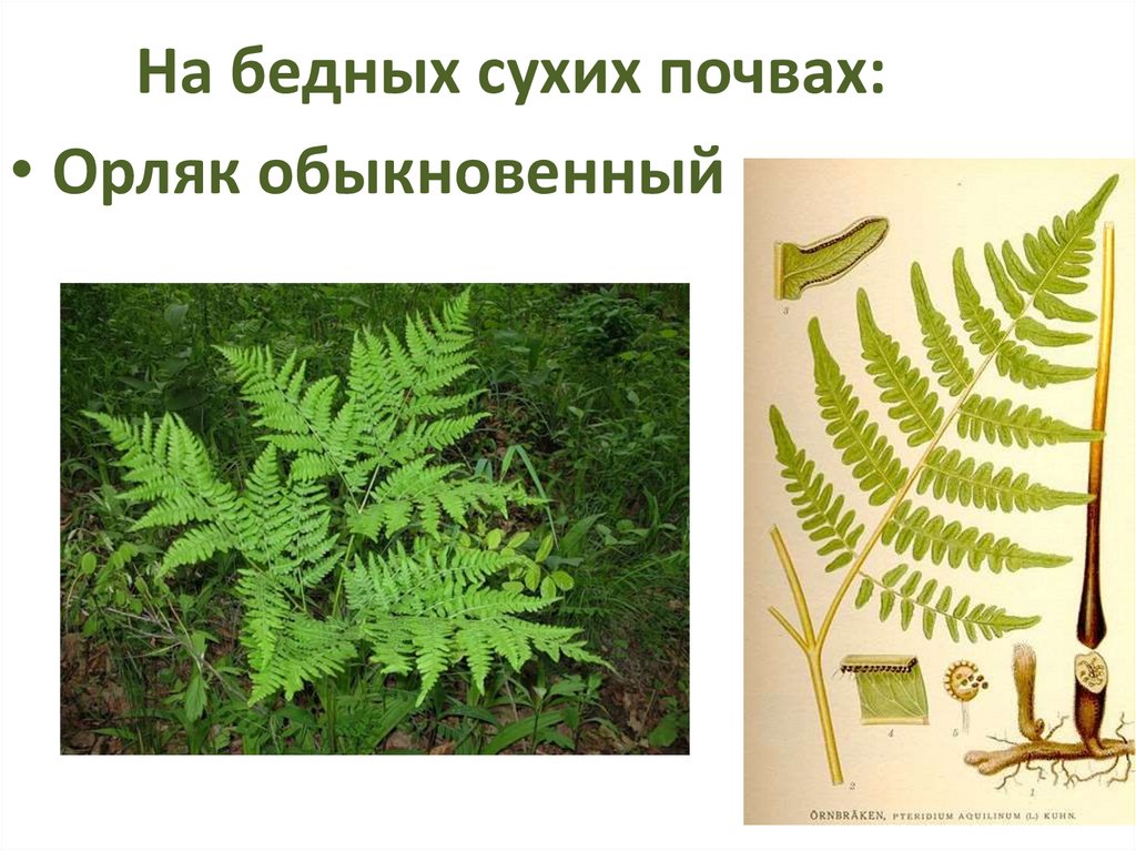 На бедных сухих почвах: