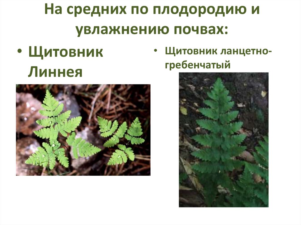 На средних по плодородию и увлажнению почвах: