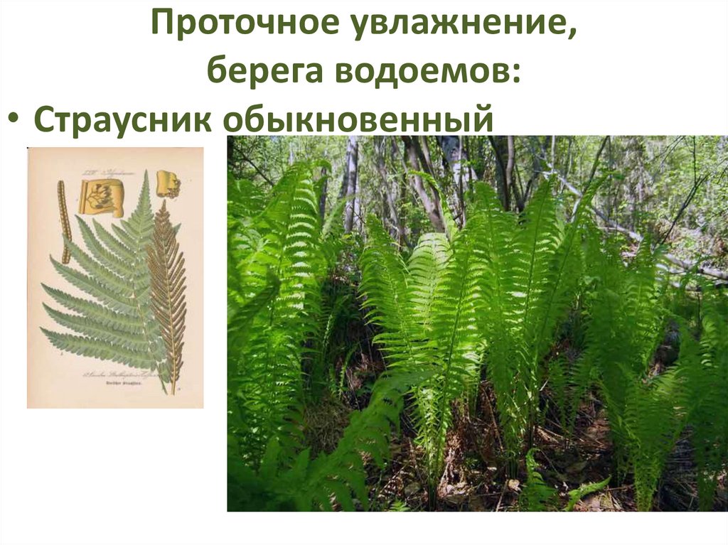 Проточное увлажнение, берега водоемов: