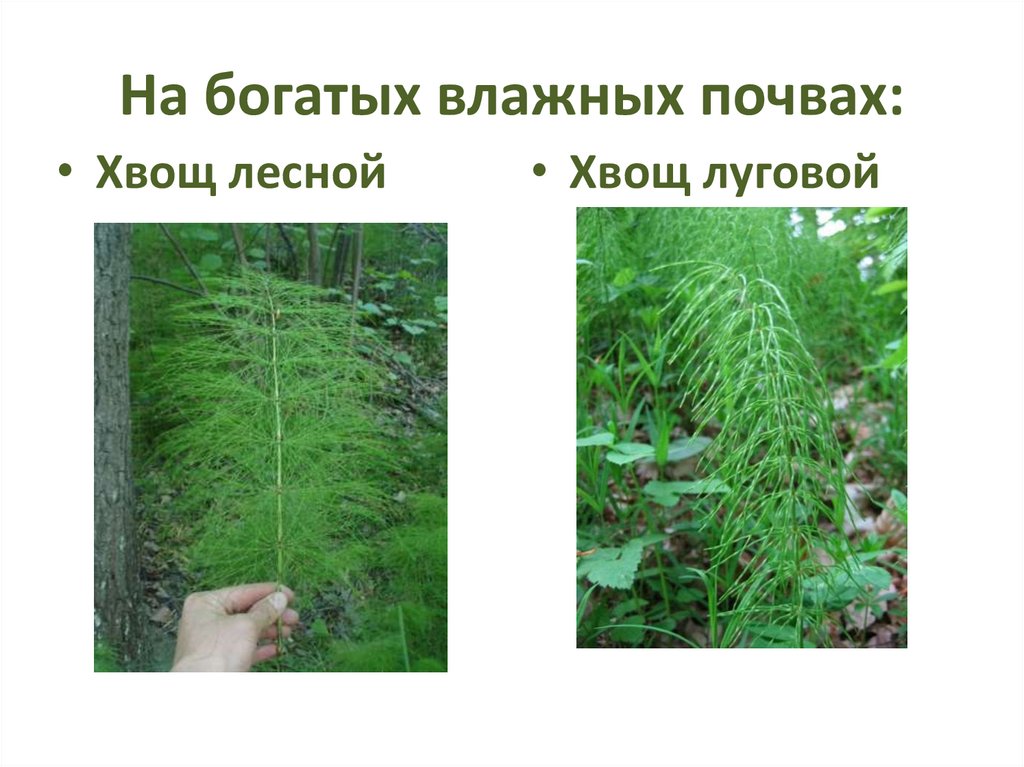 На богатых влажных почвах: